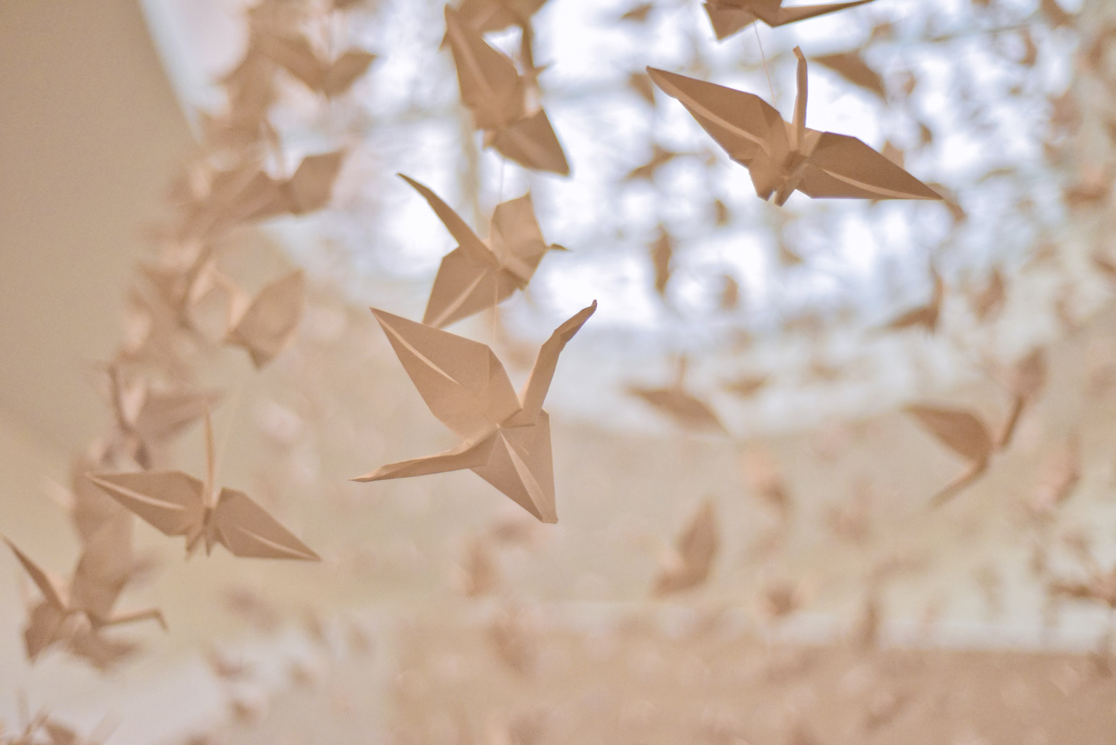 1000 Cranes for a Dream Come True